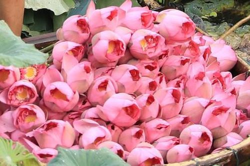 Các hồ, đầm quận Tây Hồ bội thu 55.000 bông sen Bách Diệp