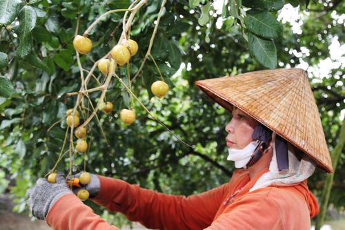 Hình thành chuỗi liên kết sản xuất - chế biến - tiêu thụ nông sản