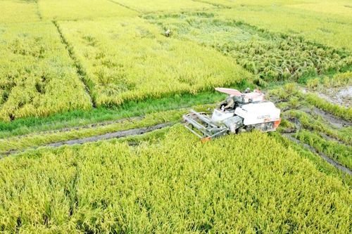Tận dụng rác thải cho nông nghiệp: Tại sao không?