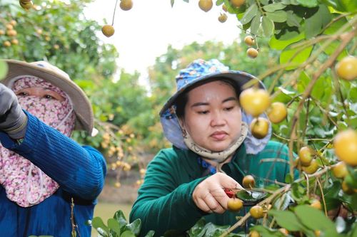 Liên kết để phát triển chuỗi giá trị nông sản