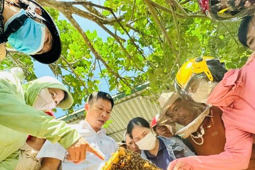 Dạy nghề nuôi ong giúp nông dân miền núi khởi nghiệp
