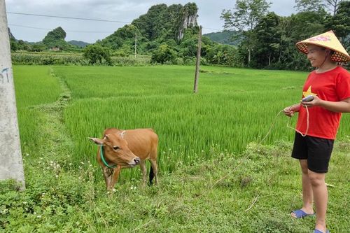 Nghệ An: 'đòn bẩy' từ chương trình mục tiêu quốc gia giảm nghèo