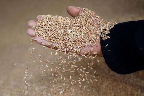 Lúa mì chấm dứt chuỗi 5 phiên liên tiếp tăng giá