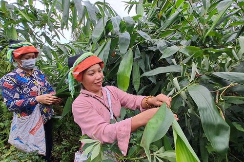 Sớm giải quyết tình trạng 'chèn ép' người dân trong việc mua bán lá giang tại Vị Xuyên