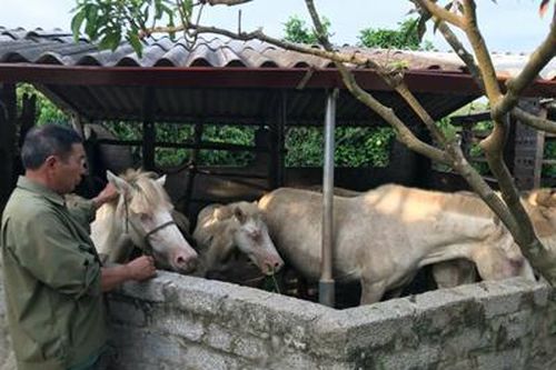 Thoát nghèo nhờ chăn nuôi ngựa bạch