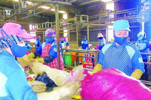 Tìm lời giải cho vấn nạn rác thải gây ô nhiễm môi trường - Bài 1: Vỡ trận...
