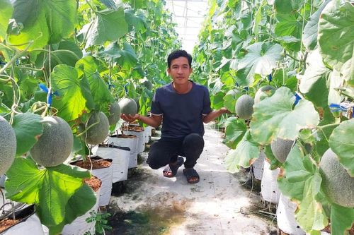 Thanh niên Sóc Trăng bỏ việc về quê khởi nghiệp với dưa lưới