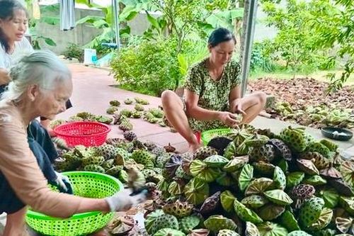 Kiếm tiền triệu nhờ thu hoạch hạt sen cuối vụ
