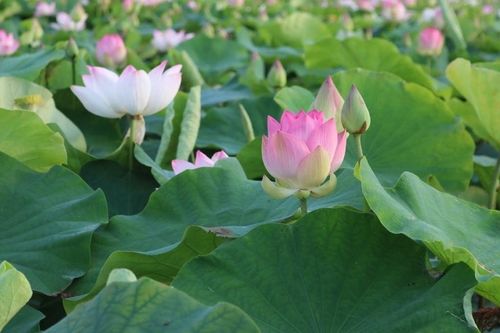 Nỗ lực bảo tồn các giống sen quý tại hợp tác xã Sen Quê Bác
