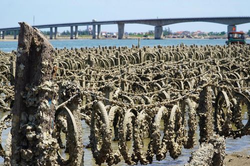 Đóng hàng ngàn cọc bê tông xuống lòng sông để nuôi hàu trái phép