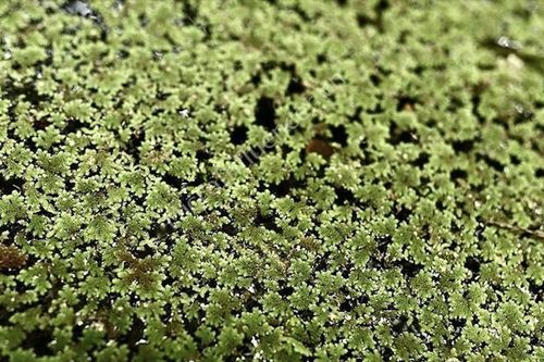 Siêu sinh vật có ở Việt Nam giúp vượt qua 'cơn bão hủy diệt' do biến đổi khí hậu