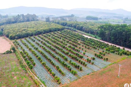 Ban quản lý dự án ngành Nông nghiệp Nghệ An bị phê bình vì nguy cơ dự án trọng điểm chậm tiến độ