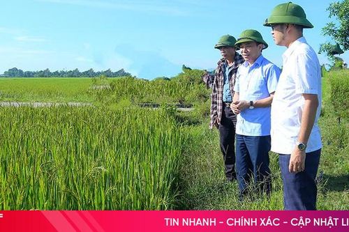 Hà Tĩnh chủ động phòng trừ sâu bệnh cuối vụ trên lúa hè thu