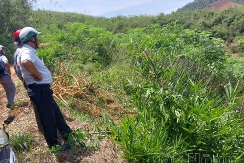 Đắk Nông cưỡng chế các trường hợp lấn chiếm đất trái phép tại xã Đắk Plao