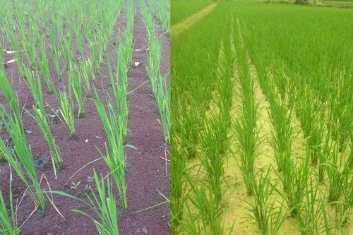 Cơ hội phát triển nông nghiệp hữu cơ bền vững từ bèo hoa dâu