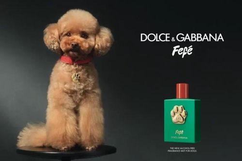 Dolce & Gabbana ra mắt nước hoa dành riêng cho chó