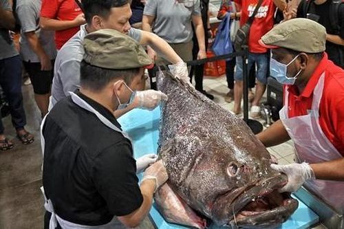 Ngư dân câu được con cá mú khổng lồ nặng 100kg