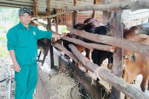 Nuôi bò nhốt chuồng: Lợi ích kép