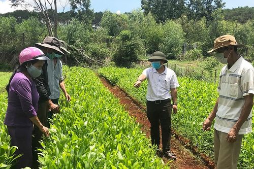 Gia Lai: Quy định đơn giá trồng rừng thay thế khi chuyển mục đích sử dụng sang mục đích khác