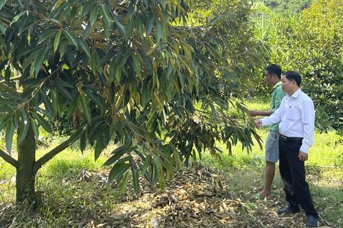 Xã Sơn Tân: Chú trọng phát triển cây ăn quả