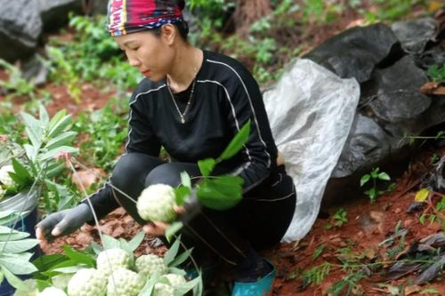 Chi Lăng: Na được mùa - nông dân phấn khởi