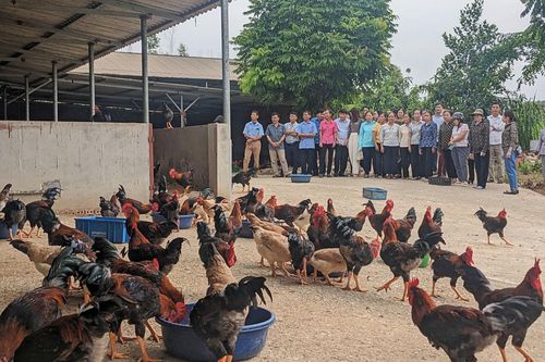 Nuôi gà thịt lông màu an toàn sinh học cho hiệu quả kinh tế cao