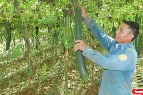 Thu nhập cao từ sản xuất rau, quả an toàn