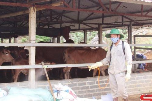 Bảo vệ, chăm sóc đàn vật nuôi sau mưa lũ