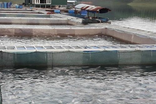 Yên Bái: Xử phạt HTX thủy sản Hoàng Kim 320 triệu đồng do không có giấy phép môi trường