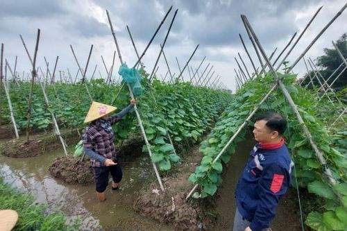 Tiềm năng ứng dụng bèo hoa dâu trong kinh tế nông nghiệp