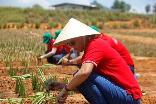 Đồng bào Raglai tỉnh Ninh Thuận có thêm sinh kế