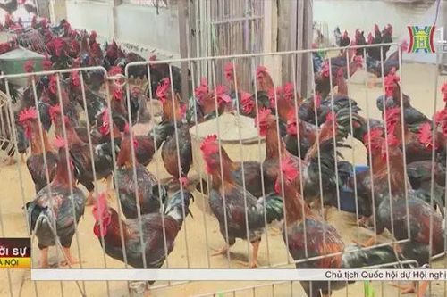 Hà Nội chú trọng phòng, chống dịch bệnh trong chăn nuôi