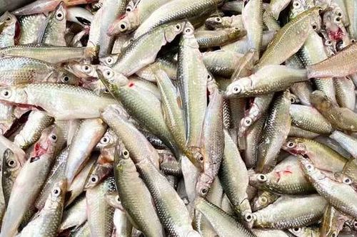 Cá linh đầu mùa giảm giá