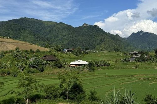 Toàn tỉnh gieo cấy lúa mùa được 19.221 ha