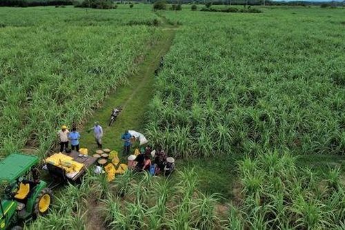 Phát triển dòng sản phẩm NPK Phú Mỹ giúp đất màu mỡ, mía ngọt ngào