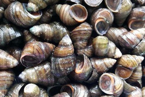 Mẹo ngâm ốc nhanh nhả bùn đất