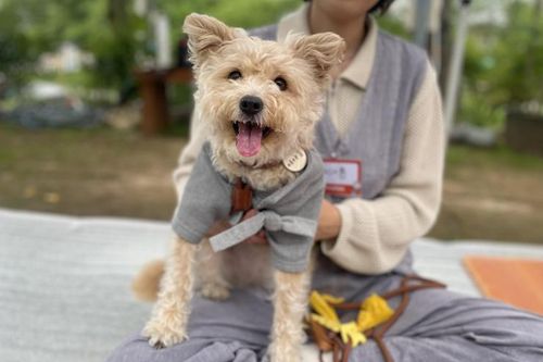Một ngôi chùa ở Hàn Quốc mở khóa tu mùa hè cho cả chủ và vật nuôi, thú cưng cũng được tìm đến chốn chữa lành tâm hồn