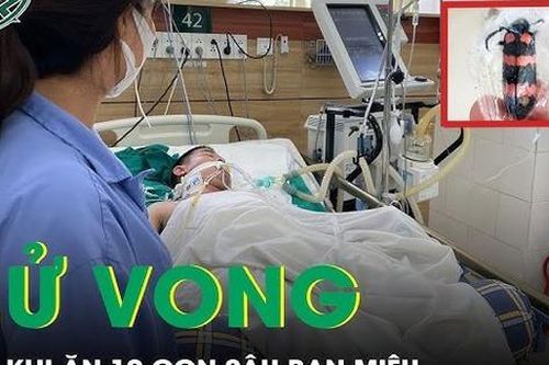 Nam thanh niên 26 tuổi tử vong sau khi ăn 10 con sâu ban miêu