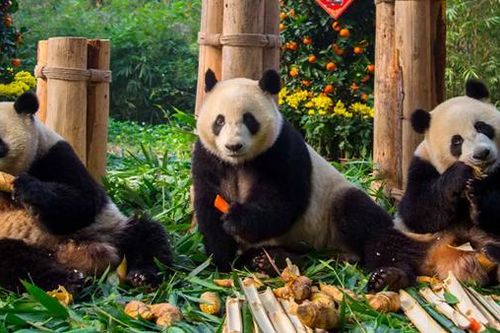 Bộ ba gấu trúc lớn tuổi nhất