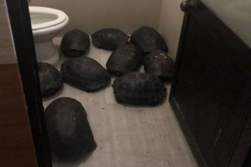 Phát hiện 12 cá thể rùa trong nhà vệ sinh