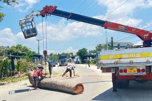 Lý do hàng loạt cây dầu hơn 100 tuổi ở Bình Thuận bị đốn hạ