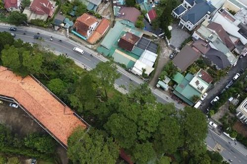 Toàn cảnh hàng cây thông ba lá lâu năm sắp bị chặt hạ, di dời tại Đà Lạt