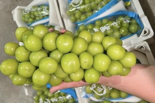Chỉ vài năm, Trung Quốc đã biến loại quả 'quý tộc' thành hàng giá bèo