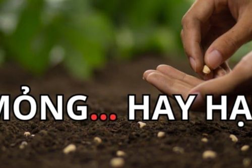 Từ nào còn thiếu trong câu 'Mỏng... hay hạt'?