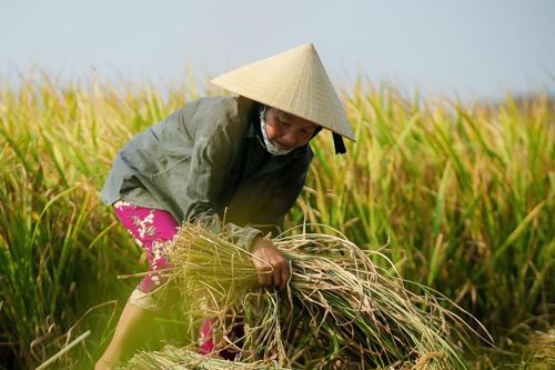 EU siết quy định an toàn thực phẩm, loạt nông sản Việt xuất khẩu gặp khó?
