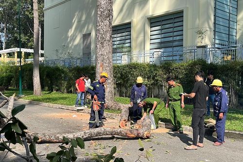 Nhân chứng bàng hoàng kể khoảnh khắc nhánh cây rơi đè tử vong 2 người, bị thương 3 người
