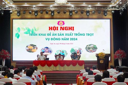 Nghệ An phấn đấu gieo trồng gần 35 nghìn ha cây trồng vụ Đông 2024