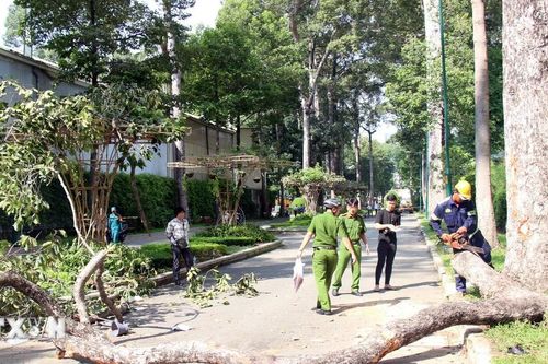TP Hồ Chí Minh hỗ trợ các nạn nhân vụ nhánh cây lớn bất ngờ gãy làm 2 người chết