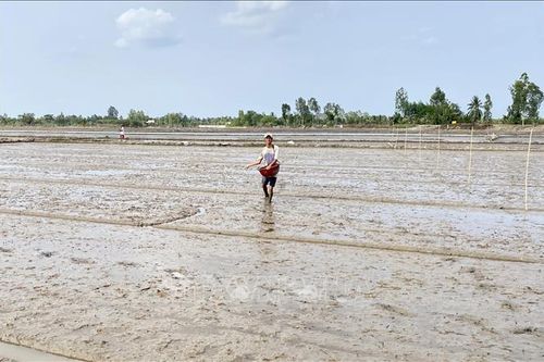 Khuyến cáo nông dân tuân thủ lịch xuống giống vụ lúa Thu Đông và Mùa