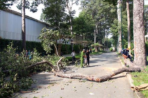 Vụ gãy nhánh cây cổ thụ: Lãnh đạo TP Hồ Chí Minh thăm hỏi nạn nhân bị thương
